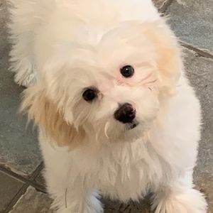 Meet your Posher, Bretta